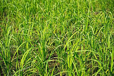 R星《湾岸午夜俱乐部2》获得RTX光追mod